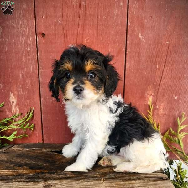 Thelma, Cavapoo Puppy